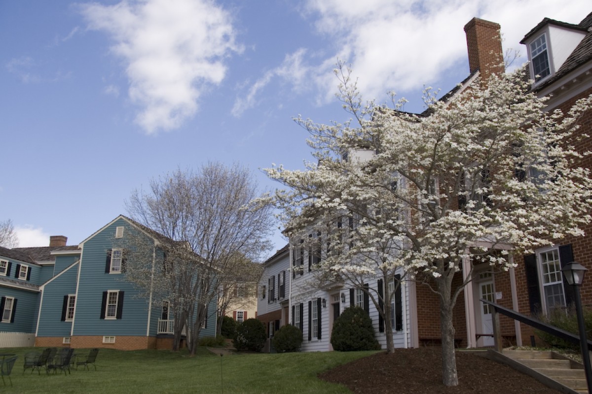 A cherry tree covered in white blooms stands beside small colonial-style houses of white and blue