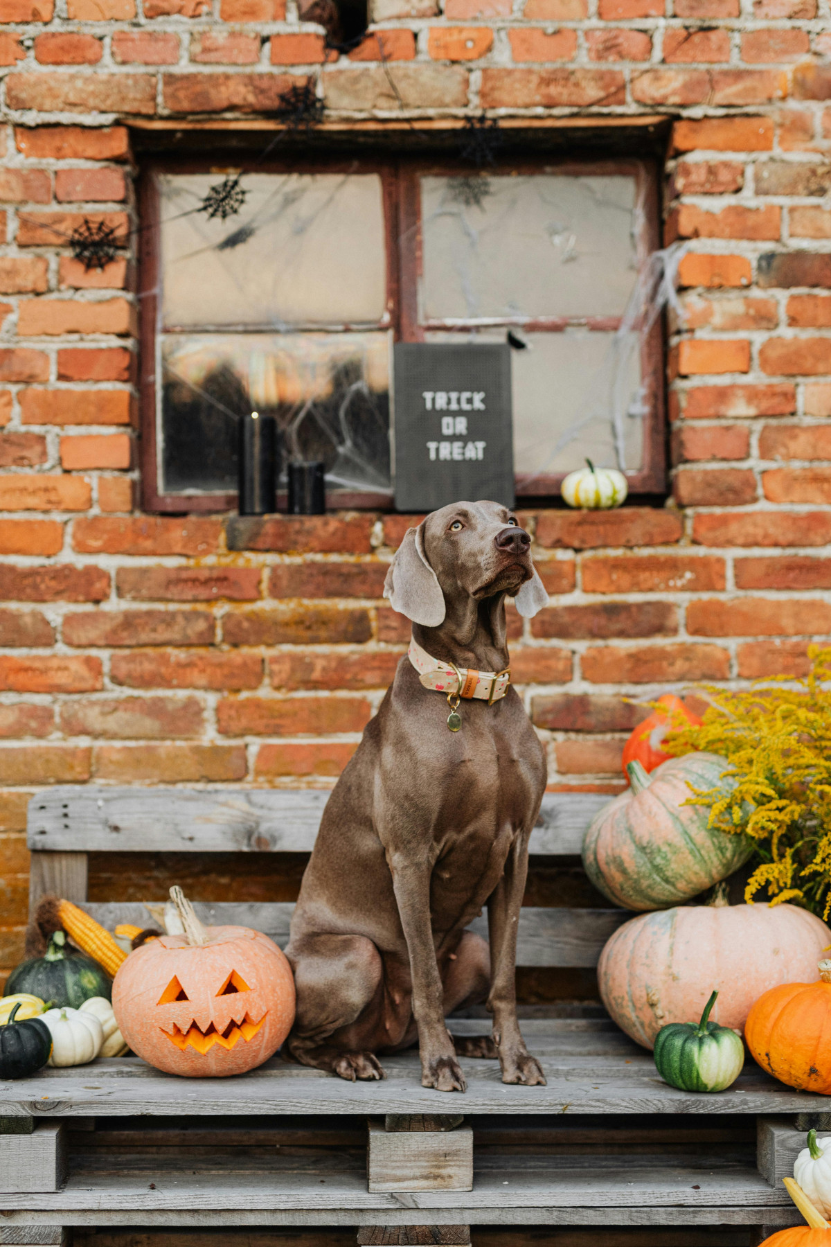 A Weimaraner poses by a jack-o-lantern, various gourds, and  halloween decor