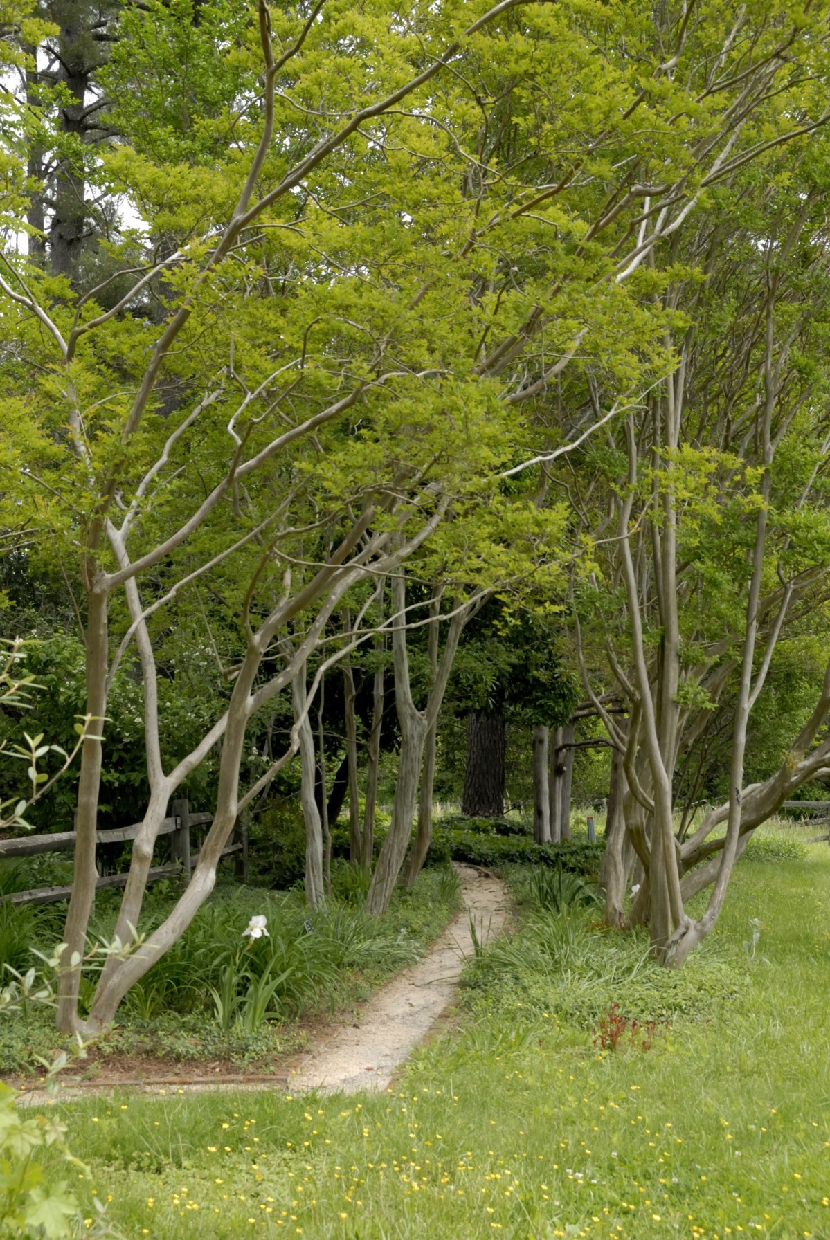 Trees flanks a narrow path through the grass